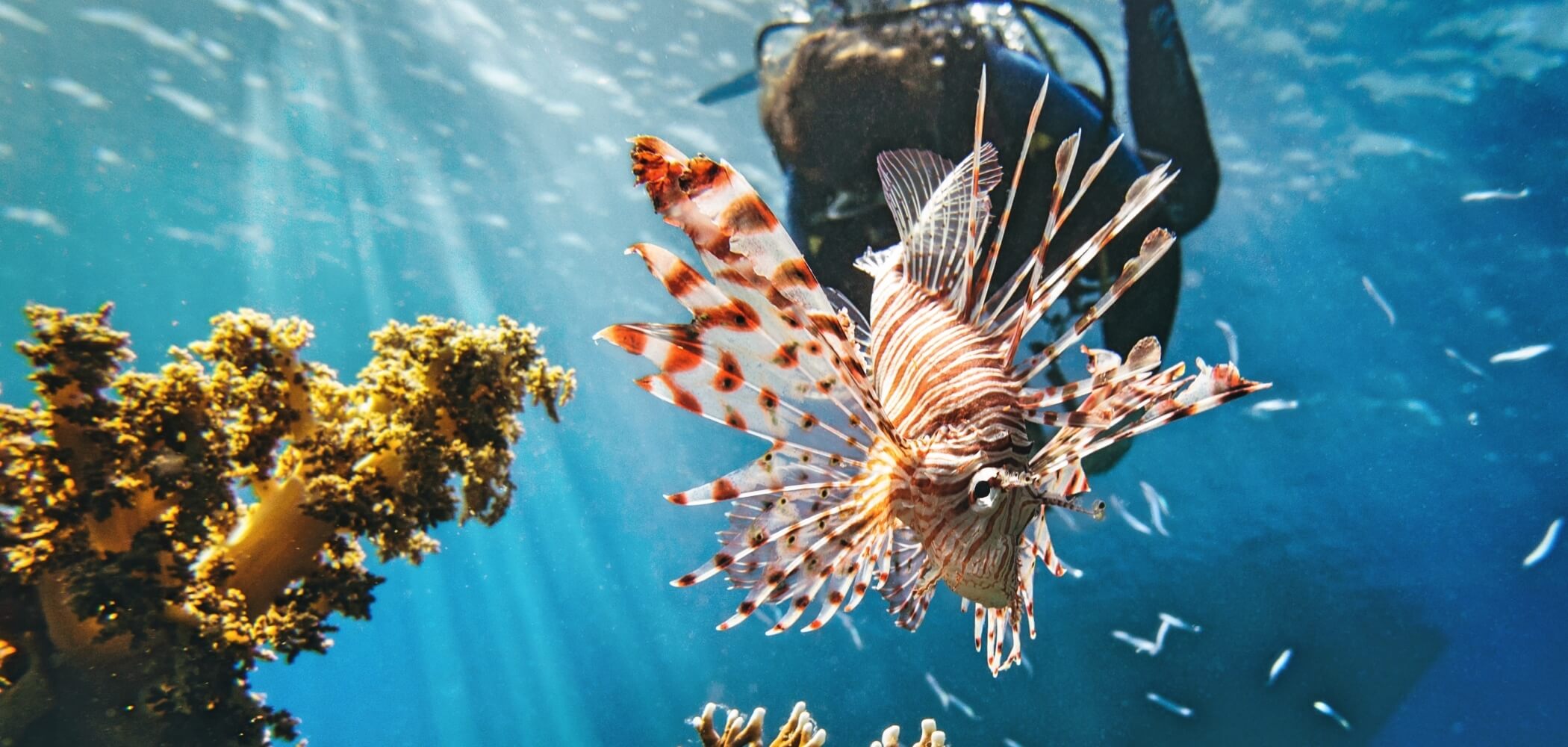 Scuba diver exploring coral reefs in crystal-clear tropical waters.